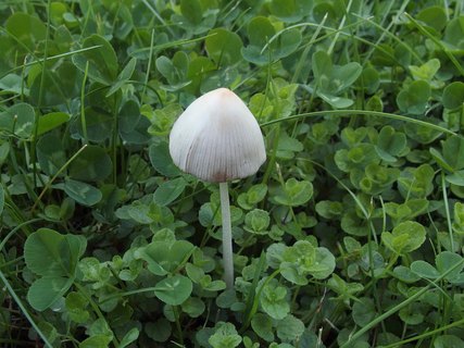 Conocybe apala MVK 20220814-01