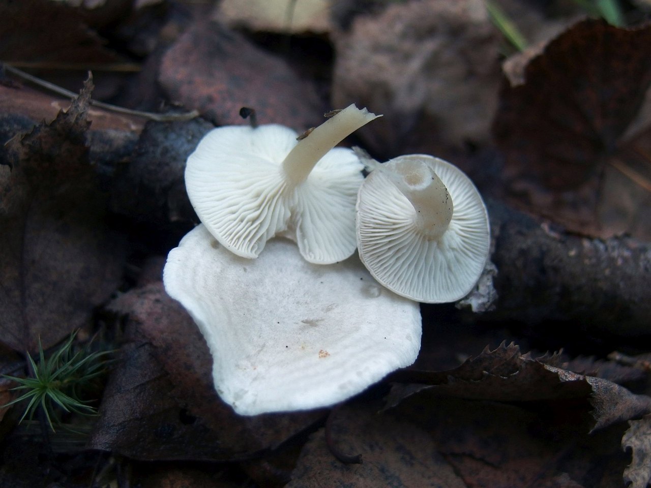 Clitocybe dealbata