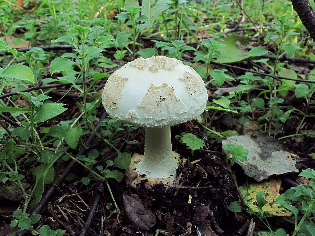 Amanita citrina