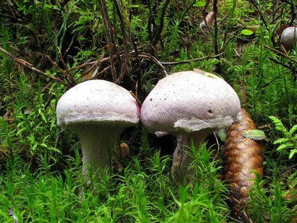 Cortinarius traganus