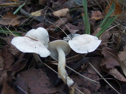 Clitocybe dealbata MVK 20220930-03