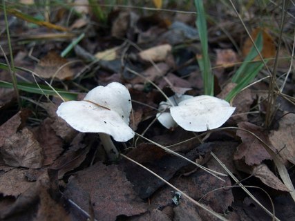 Clitocybe dealbata MVK 20220930-02