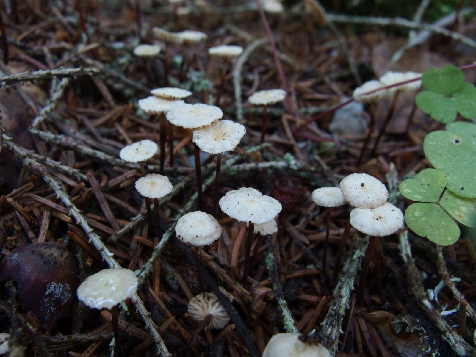 Marasmius wettsteinii MVK 20220801