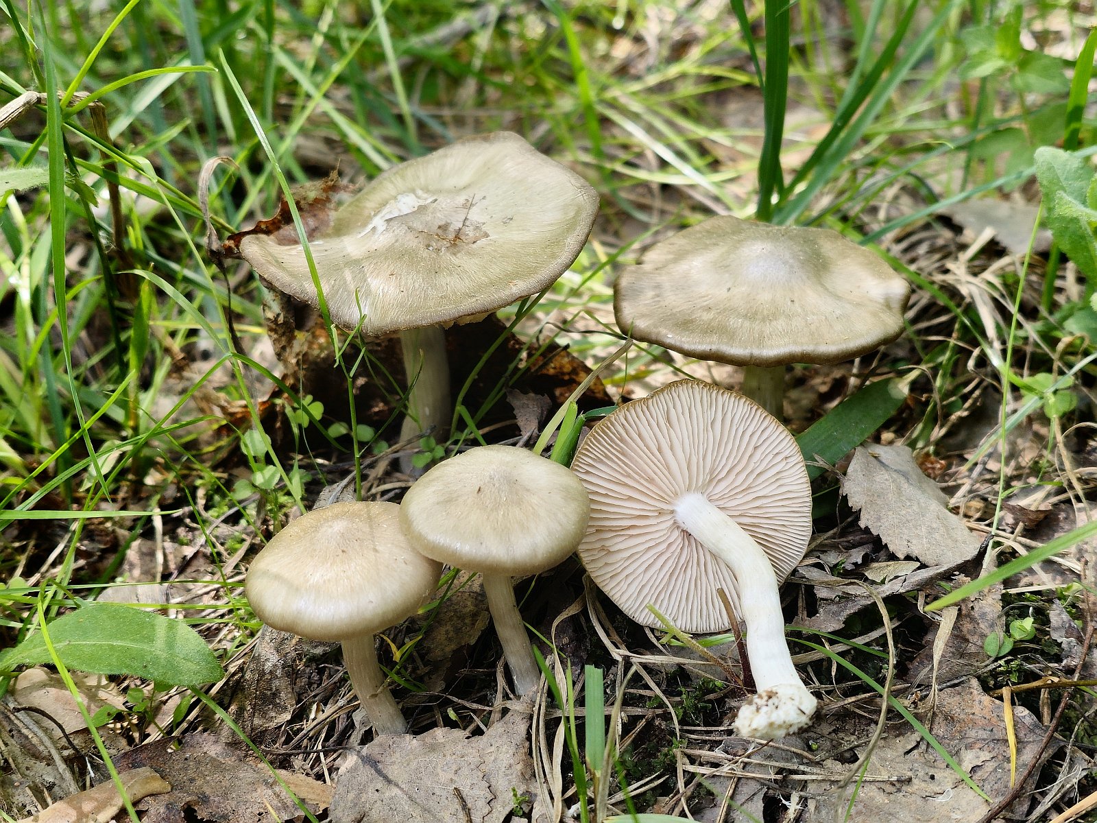 Entoloma clypeatum MVK 20230530-02L