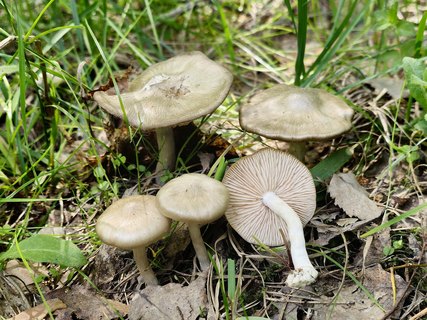 Entoloma clypeatum MVK 20230530-02L