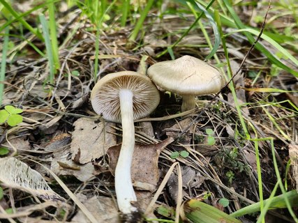 Entoloma clypeatum MVK 20230530-04L