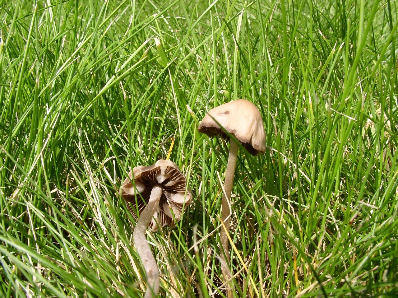 Panaeolina foenisecii MVK 20050703-01