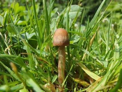 Panaeolina foenisecii MVK 20140614-01