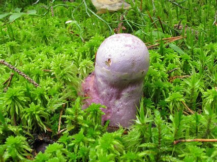 Cortinarius traganus