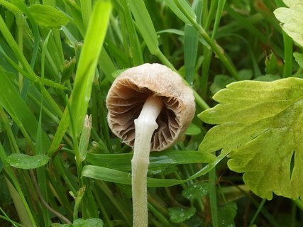 Panaeolina foenisecii MVK 20140614-06
