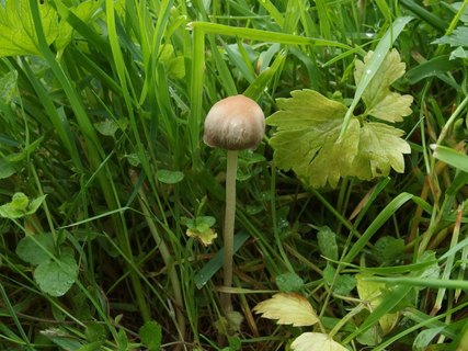 Panaeolina foenisecii MVK 20140614-05