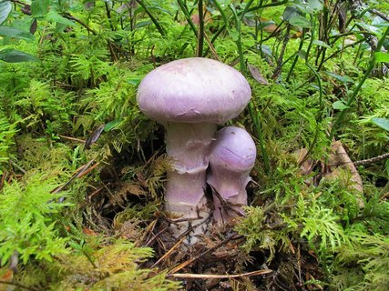 Cortinarius traganus