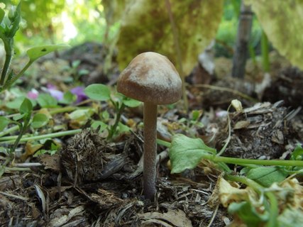 Panaeolus subbalteatus MVK 20140713-02