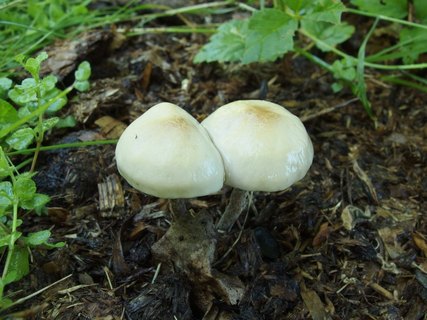 Panaeolus subbalteatus MVK 20140713-14