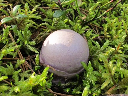 Cortinarius traganus