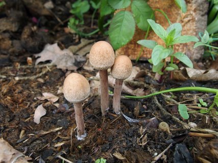 Panaeolus subbalteatusMVK 20150531-04