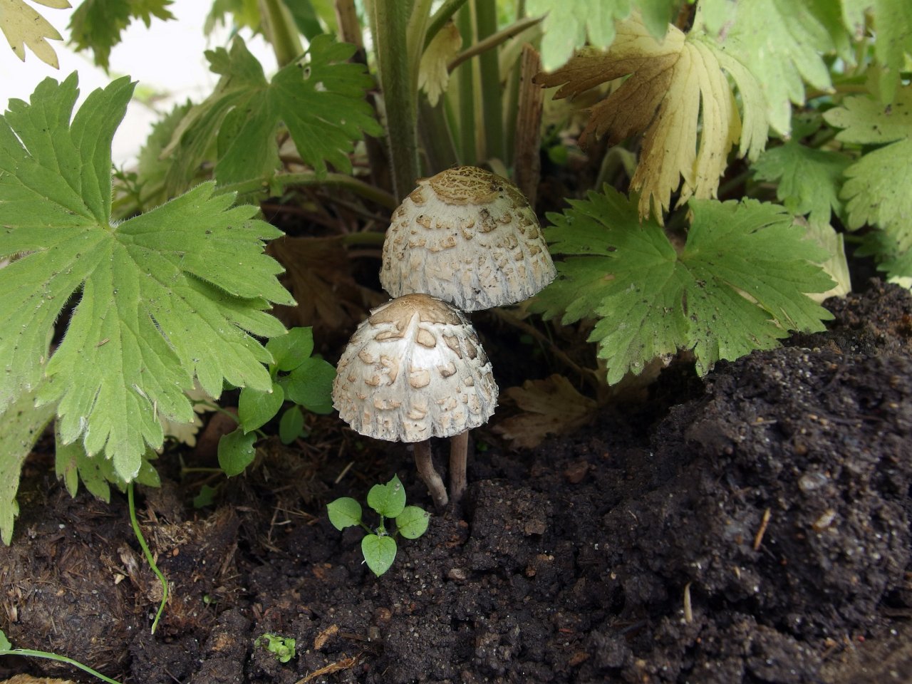 Panaeolus subbalteatus MVK 20150531-06