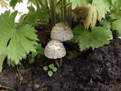 Panaeolus subbalteatus MVK 20150531-06