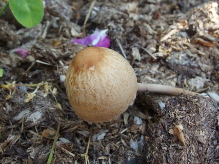 Panaeolus subbalteatus MVK 20140713-10