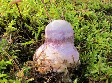 Cortinarius traganus