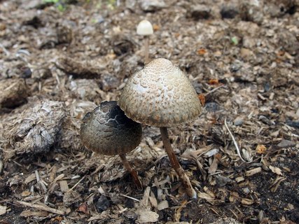 Panaeolus subbalteatus MVK 20140608-01