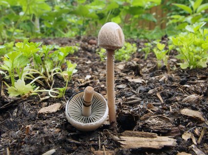 Panaeolus subbalteatus MVK 20140608-06
