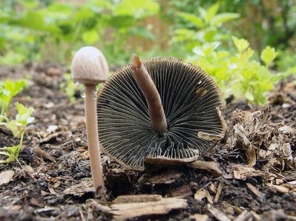 Panaeolus subbalteatus MVK 20140608-04