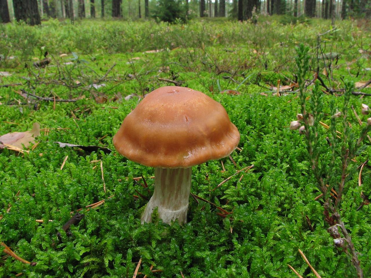 Cortinarius triformis