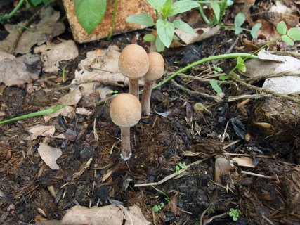 Panaeolus subbalteatus MVK 20150531-05