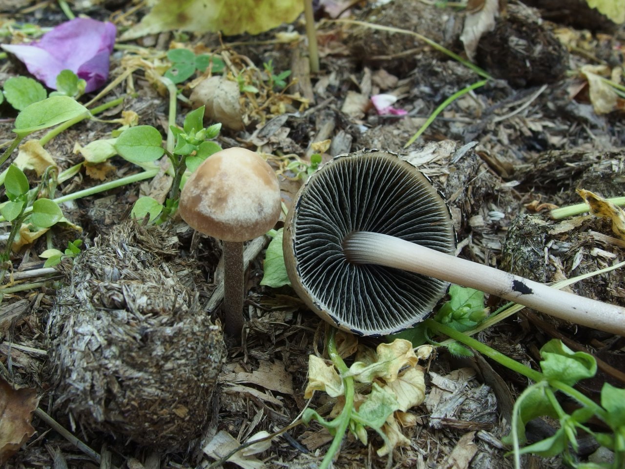 Panaeolus subbalteatus MVK 20140713-04