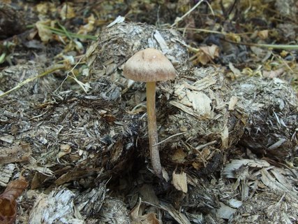 Panaeolus subbalteatus MVK 20140713-03