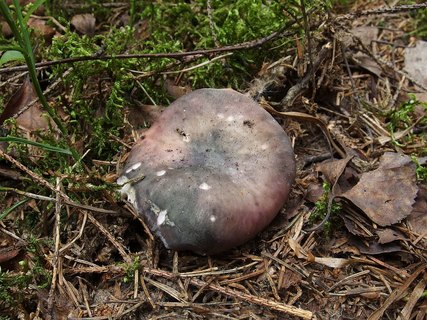 Russula cyanoxantha MVK 20180727-05s
