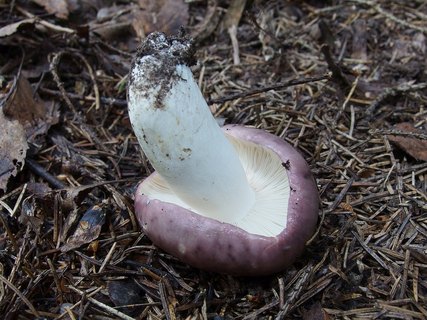 Russula cyanoxantha MVK 20180727-02L