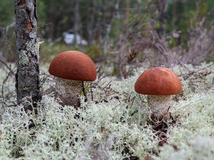 Leccinum vulpinum GVE 20230723-02
