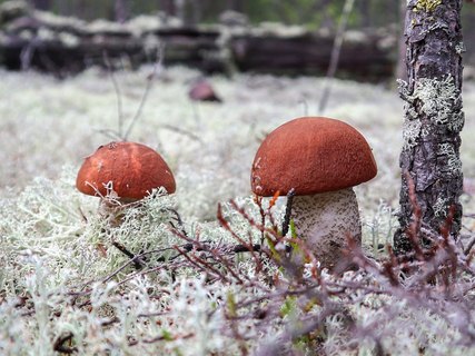 Leccinum vulpinum GVE 20230723-03
