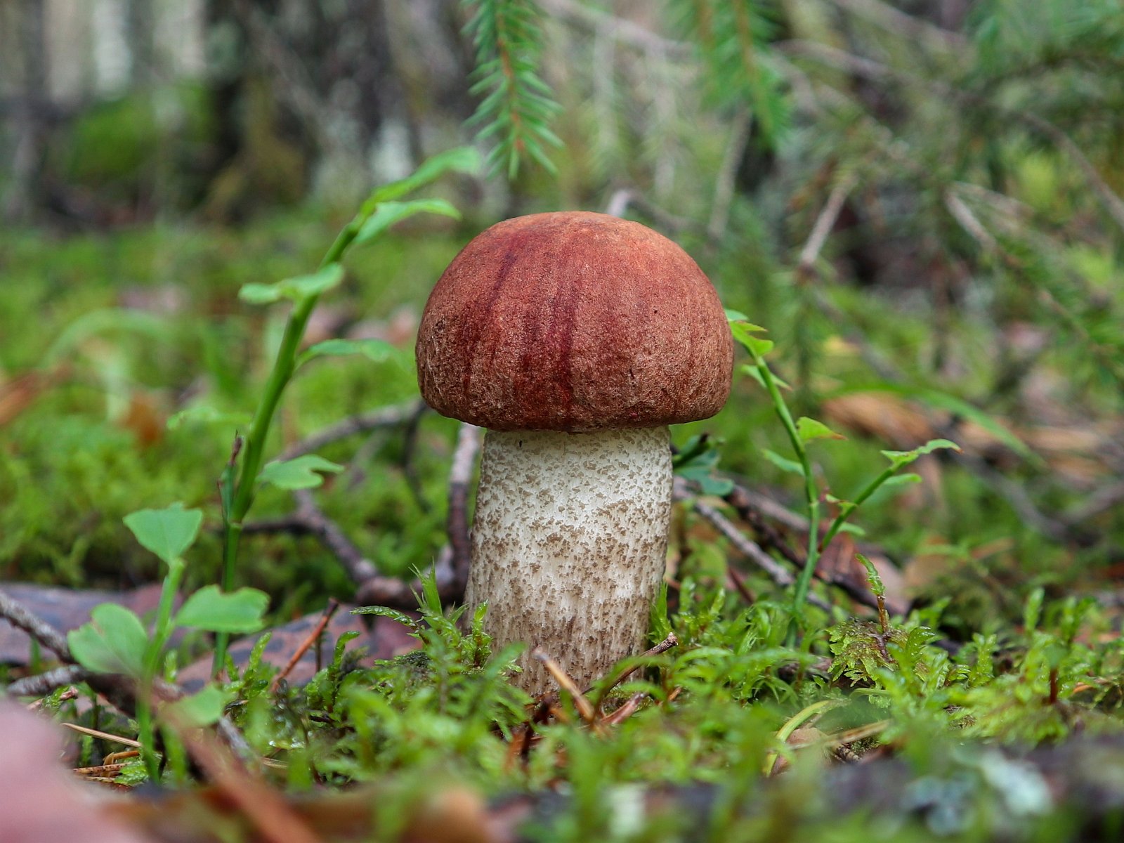 Leccinum vulpinum GVE 20230723-04