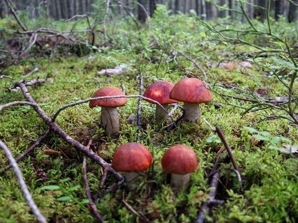 Leccinum vulpinum GVE 20230723-07