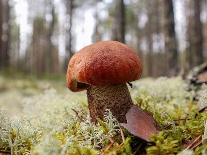 Leccinum vulpinum GVE 20230723-10