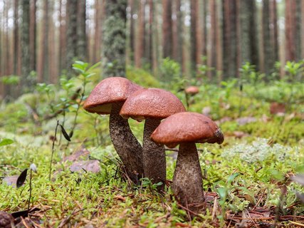 Leccinum vulpinum GVE 20230723-09