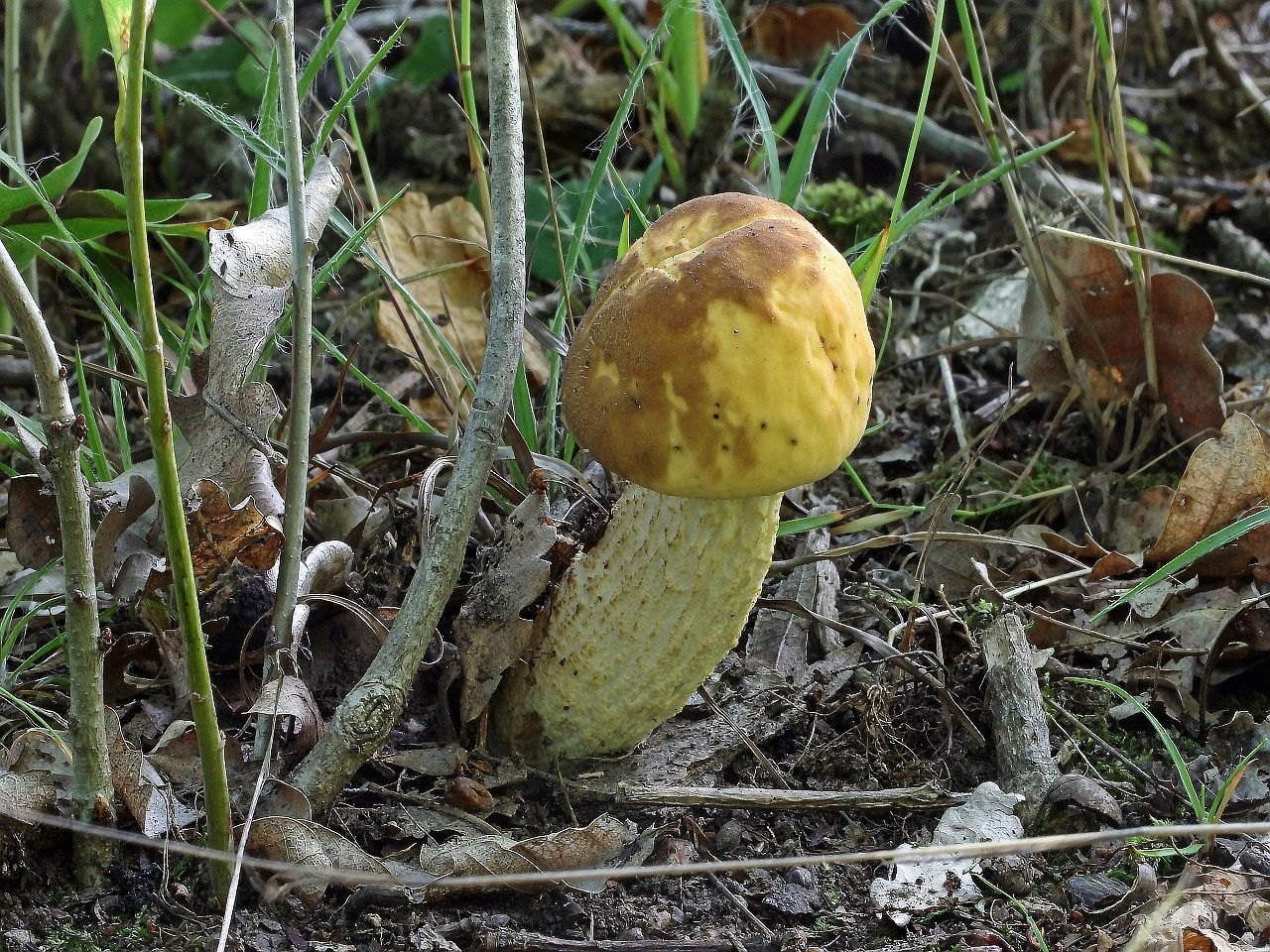 Leccinellum