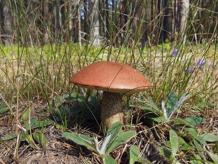 Leccinum vulpinum MVK 20170821-01L