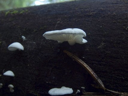 Cheimonophyllum candidissimum MVK 20231104-02