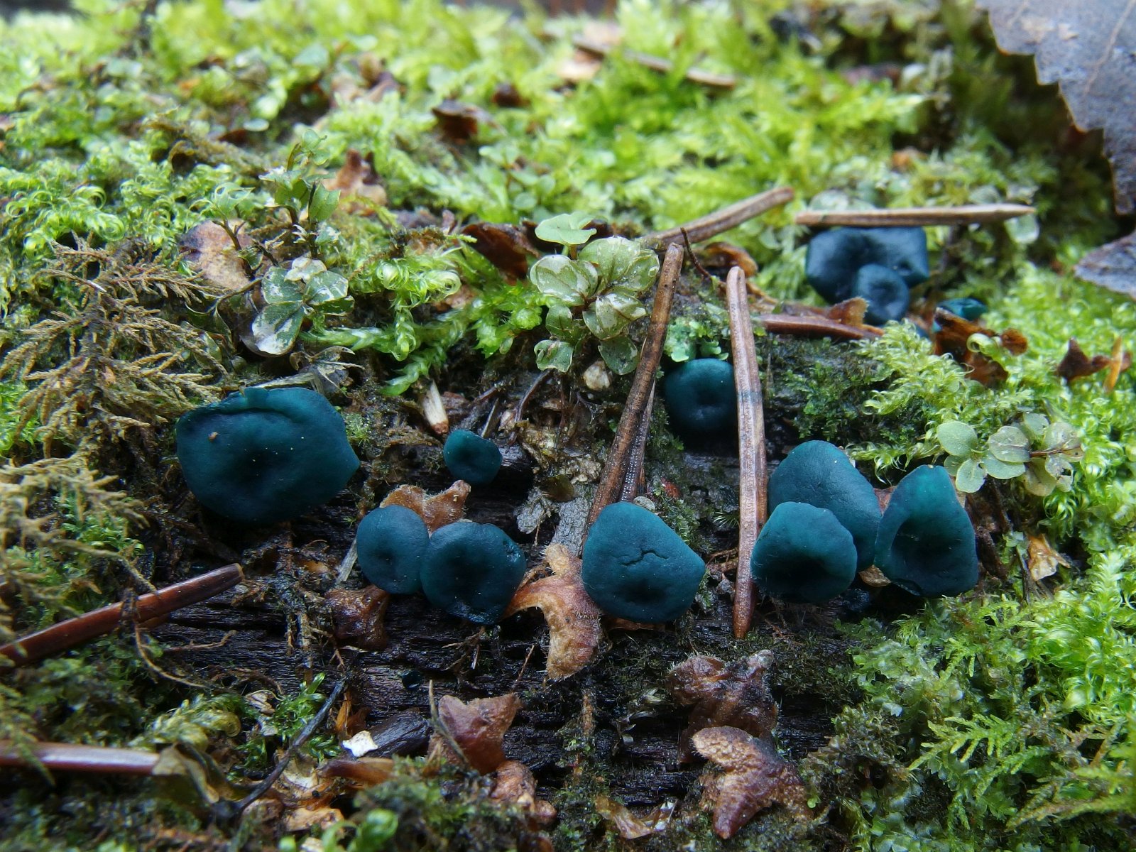 Chlorociboria aeruginascens MVK 20231104-01