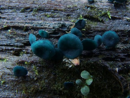 Chlorociboria aeruginascens MVK 20231104-02