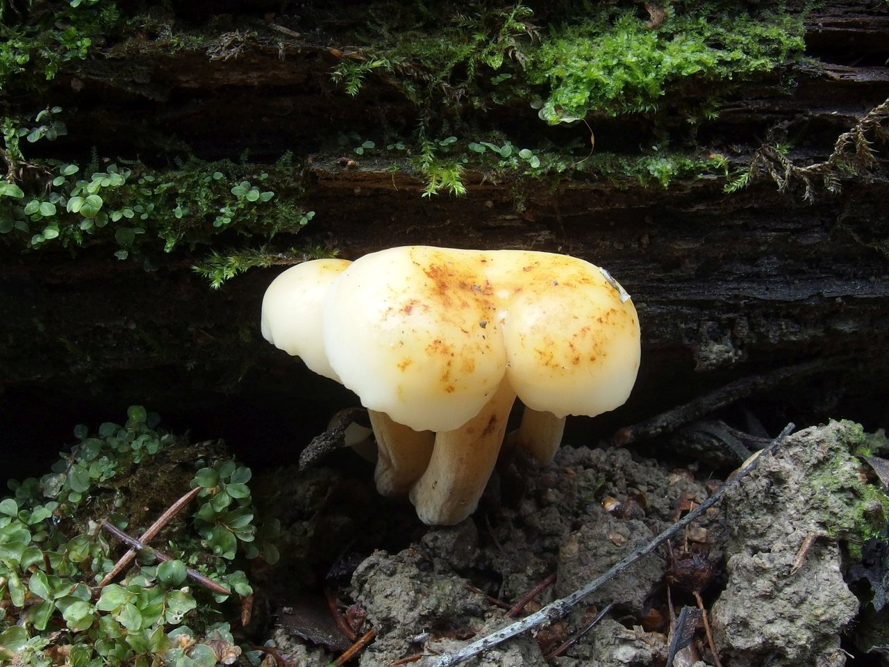 Flammulina rossica