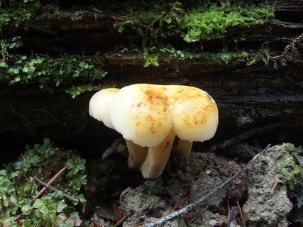 Flammulina rossica MVK 20231104-01