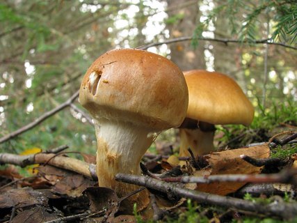Cortinarius triumphans
