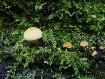 Flammulina rossica MVK 20231104-04