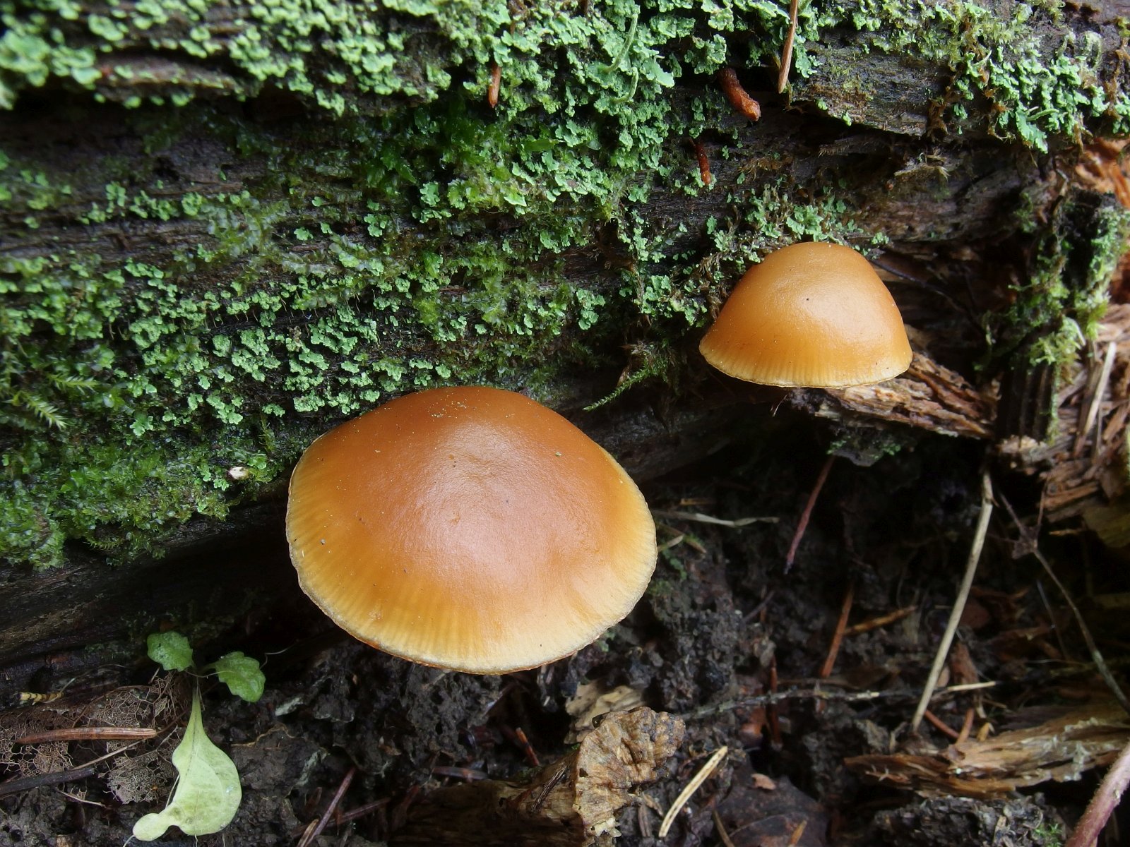 Galerina marginata MVK 20231104-15