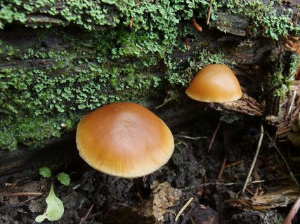 Galerina marginata MVK 20231104-15